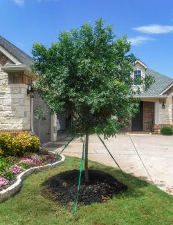 Chinese Pistachio tree installed in a frontyard by Treeland Nursery.