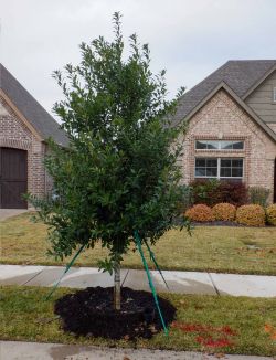 Eagleston Holly installed in a frontyard by Treeland Nursery.