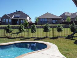 Smaller Eagleston Hollies installed to create a privacy screen.