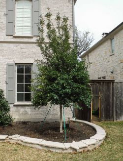 Large Eagleston Holly installed in a frontyard flower bed by Treeland Nursery.