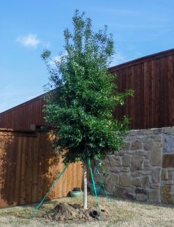 Eagleston Holly installed in a backyard by Treeland Nursery.