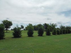 Small Eastern Red Cedars installed to create a privacy screen.