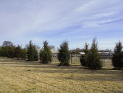 Small Eastern Red Cedars installed to create a privacy screen.