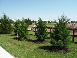 Eastern Red Cedars installed in a window formation to create a privacy screen.