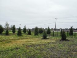 Small Eastern Red Cedars installed to create a privacy screen.