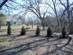 Small Eastern Red Cedars installed to create a privacy screen. These will grow together as they mature.