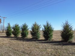 Small Eastern Red Cedars installed to create a privacy screen.