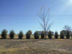 Small Eastern Red Cedars installed to create a privacy screen.