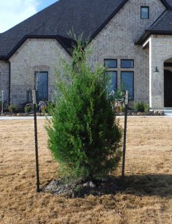 Eastern Red Cedar installed by Treeland Nursery.