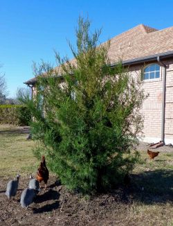 Eastern Red Cedar installed by Treeland Nursery.