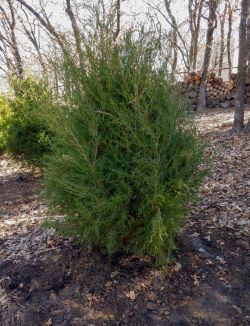 Eastern Red Cedar installed by Treeland Nursery.