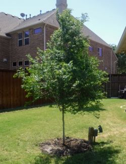 Lacebark Elm tree installed by Treeland Nursery.