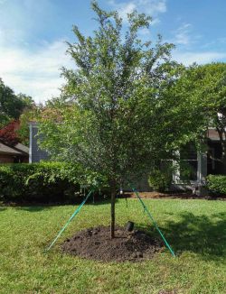 Lacebark Elm tree installed in North Texas by Treeland Nursery.