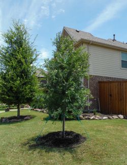 Lacebark Elm tree installed by Treeland Nursery.