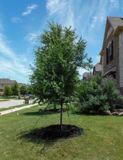 Lacebark Elm tree installed by Treeland Nursery.