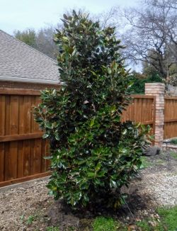 Little Gem Magnolia planted by Treeland Nursery.