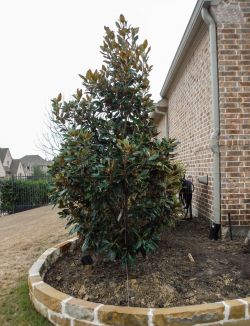 Little Gem Magnolias planted by Treeland Nursery in a flowerbed.