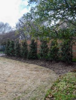 Little Gem Magnolias planted by Treeland Nursery to create a privacy screen.