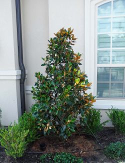 Little Gem Magnolias planted by Treeland Nursery in a flowerbed.