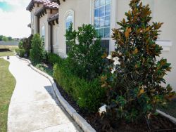 Little Gem Magnolias planted by Treeland Nursery in a flowerbed.