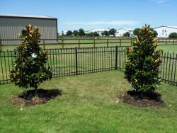 Little Gem Magnolias planted by Treeland Nursery to create a privacy screen.