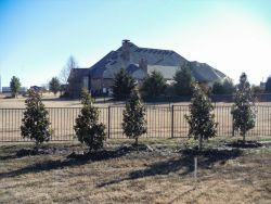 Little Gem Magnolias planted by Treeland Nursery to create a privacy screen.