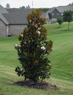 Little Gem Magnolia planted by Treeland Nursery.