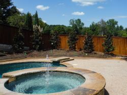 Little Gem Magnolias planted by Treeland Nursery to create a privacy screen.