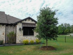 Live Oak tree installed by Treeland Nursery in a frontyard.