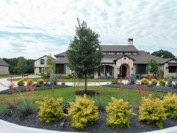 Live Oak tree installed by Treeland Nursery in a frontyard flowerbed.