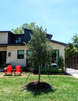 Live Oak tree installed by Treeland Nursery in North Texas.