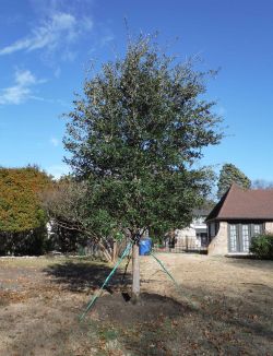 Live Oak tree installed by Treeland Nursery in North Texas.