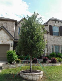 Live Oak tree installed by Treeland Nursery in a frontyard.