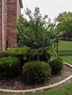 Muskogee Crape Myrtle installed in a frontyard flower bed by Treeland Nursery.