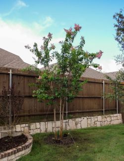 Muskogee Crape Myrtle installed in a backyard by Treeland Nursery.