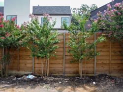 Muskogee Crape Myrtles installed between the customer's existing crape myrtles.