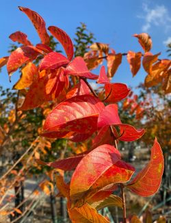 Muskogee Crape Myrtle leaves photographed during the Fall at Treeland Nursery.