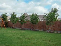 Muskogee Crape Myrtles installed in a backyard by Treeland Nursery.