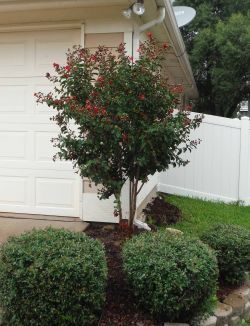 Miss Frances Crape Myrtle installed in a flower bed by Treeland Nursery.