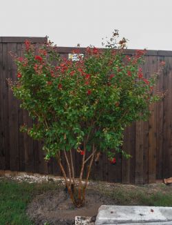 Miss Frances Crape Myrtle installed by Treeland Nursery.