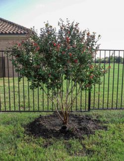 Miss Frances Crape Myrtle installed by Treeland Nursery.