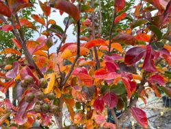 Miss Frances Crape Myrtle photographed in the Fall at Treeland Nursery.