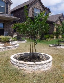 Miss Frances Crape Myrtles installed in tree rings in the frontyard.