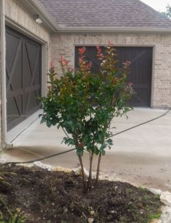 Miss Frances Crape Myrtle installed in a flower bed by Treeland Nursery.