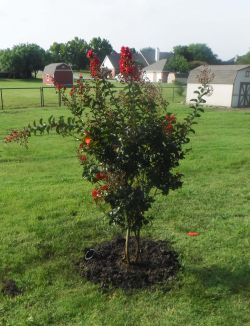 Miss Frances Crape Myrtle installed by Treeland Nursery.