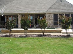 Miss Frances Crape Myrtles installed along a backyard patio.