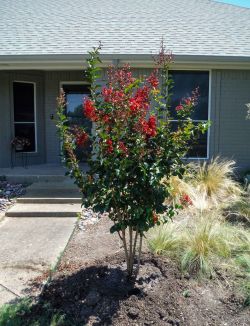 Miss Frances Crape Myrtle installed in a flower bed by Treeland Nursery.