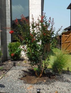 Miss Frances Crape Myrtle installed in a flower bed by Treeland Nursery.