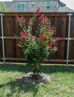 Miss Frances Crape Myrtle installed by Treeland Nursery.