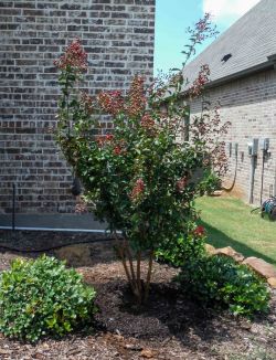 Miss Frances Crape Myrtle installed in a flower bed by Treeland Nursery.